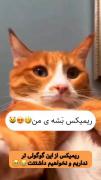 کلیپ طنز حیوانات و گربه اینستا