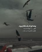 🖤🍃🌵🖤❤🦋❤پرنده ای که خواست برود بگذار