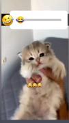 گربه گوگولی ولش کن 😂😂😂😂😂😂