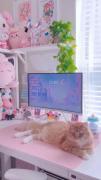 گربه هـٰا‌‌ ، چقدر خوشگلن🐈💘✨