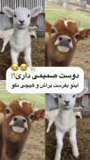 بفرست برای دوست صمیمیت> 