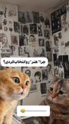 وقتی ازم میپرسن چرا رفتی هنرستان. من:
