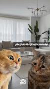 نمکدونش 