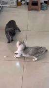وقتی یکی به دوست پسرم نزدیک بشه 🤣