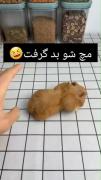 #طنز بامزه همستر قهوه ایی😂😂😂