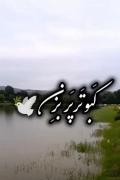 کبوتر پر بزن حالم خرابه آه کبوتر😔🖤
