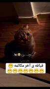 گربه حرف بزن:>>>> 