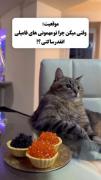 یه گربمون نشه؟‌‌‌‌‌‌‌‌‌‌‌‌‌‌‌‌‌‌‌