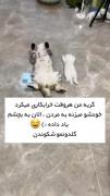 حتی گربه مونم زرنگه😂‌‌‌‌‌‌‌‌‌‌‌‌‌‌‌‌‌‌‌‌‌‌‌‌‌ 