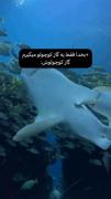 بخدا فقط یه گاز کوچولو میگیرم....