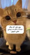 پیشی ط تگ کن 😂 ‌