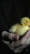 سلام دختر بدذات چخبر‌‌‌‌‌‌‌‌‌‌‌‌