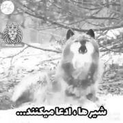 ولی یه گرگ هیچ وقت از کسی عمر نمیگیره و نوکر هیچ کس نمیشه 🤘🐺