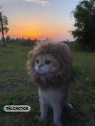 😻💫‌‌‌‌‌‌‌‌‌‌‌‌‌‌‌‌‌‌‌‌‌‌‌‌‌‌‌