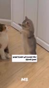 دیگه نتونست این حجم از کیوتیو تحمل کنه 😂