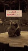  توخانواده منی:/❤️‌‌‌‌‌‌‌‌‌‌‌‌‌‌‌
