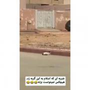 ضربه‌ای که اسلام به این گربه زد هیچکس نمی‌تونه بزنه.. 😂