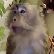 من این سم رو دیدم شما هم باید ببینید🤣🤣🗿