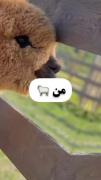 تو کامنتا بم بگو اسمش چیههه😂🥺