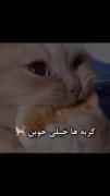 Cats....♥️‌‌‌‌‌‌‌‌‌‌‌‌‌‌‌‌‌‌‌‌