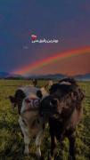 بهترین رفیق منی پایه ثابت شریک غمی