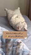 من شکمو نیستم فقط... 