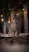 وای چقد کیوتههه :) 🙂🙂🙂❤❤🐱🐱