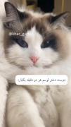همینجوریه هر لحظه قهر میکنه هر لحظه ادا ناز شو همه چیز شو 