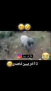 وایسا الان م توره وای تو ماره میزنی 🤣🤣😳