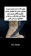 کی الان این گربه رو درک کرد دستشو ببره بالا🤣🤝