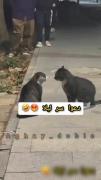 دعوای گربه ناموسی شد لیلا صدا تو بکش خواستگاری داشتی تو امروز🤣🏍