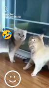 اینم از غیرت گربه رگ غیرتش خیلی کلفته🤣
