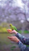 ................ چ طوطی ناززی...... 🥺🪶🐦
