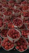 وااییی من و یه دنیا توت فرنگی تنها🍓🍓🐥