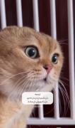 هعییییی . گوربای سخنگو . هههه جالبه 