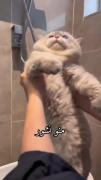 منو نشور زنیکه میویده شده.....