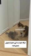 دیگه نتونست تحمل کنه اخه کیوت تر از این دیده بودید ؟ 🥺🥲