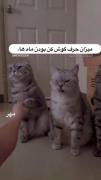 میزان حرف گوش کن بودن ماها:😂