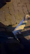 تو عشقی بچگی می🫂💔دل واست تنگ شده 🍂👀
