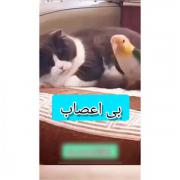 وقتی اون داره این آهنگ رو می خونه واکنش من