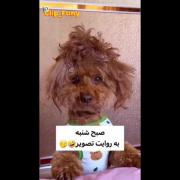 من وقتی صبح شنبه بیدار میشم دقیقا