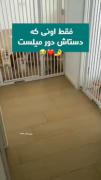 گربه های ملوس جاده چالوس اسری از اسی | گربه