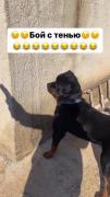سگه از سایه کتک خورد🤣🤣🤣🤣🤣🤣