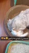 بشه ی منه 😍 فداش بشمه منه🥰🥰🥰🥰🥰