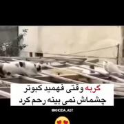 هر حیوونی سر جای خودش احساسات و رحم داره......!-