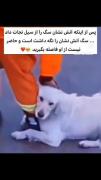 سگ ها وقتی محبت میبینندحتی ازانسانها هم باوفاترمیشوند