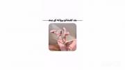 بندکفشاتو پروانه ای ببند 