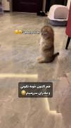 من چیزی نگم چون حقه 😅 