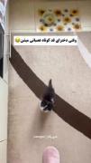 وقتی قد کوتاه ها عصبانی میشن🥴