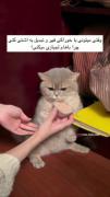 چگونه از پارتنر خودت درخاست آشتی کنیم